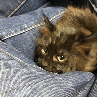 ふさふさの子猫里親募集です。