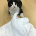 白黒のすごく可愛い男の子