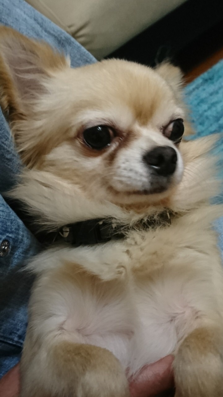 抱っこ大好き 甘えん坊 愛知県 犬の里親募集 ペットのおうち 月間利用者150万人 抱っこ大好き 甘えん坊 愛知県 犬の里親募集 ペットのおうち 月間利用者150万人