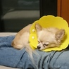 抱っこ大好き　甘えん坊！愛らしいボブ太郎君 サムネイル6