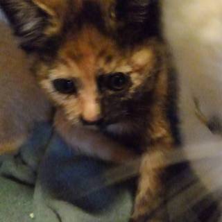 可愛いサビ猫の里親さん募集終了!!