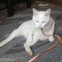 ボビンチョ(通称ボビー)