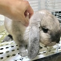 ロップイヤー 女の子 2匹