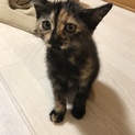 人なつこいサビ猫♀お見合い決定につき一時募集停止