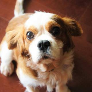 マイペースで甘えん坊だよ、ジョンくん