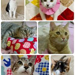 ねこざんまい譲渡会@浅草橋