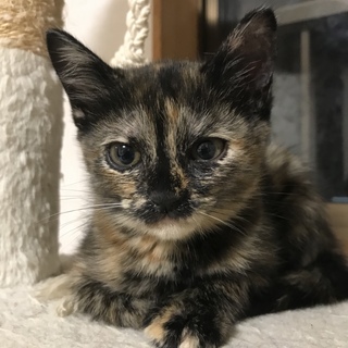 ご応募多数により一時里親募集中断ー気品溢れるサビ猫