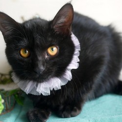 ＊幸せ探しのネコ譲渡会＊子猫成猫＊