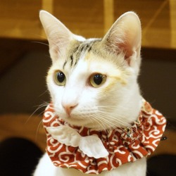 ＊幸せ探しのネコ譲渡会＊子猫〜成猫＊