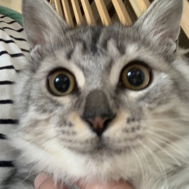 僕の鼻には王冠