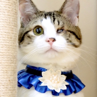 ぼくを扶養してください♡猫天使のおうち探し