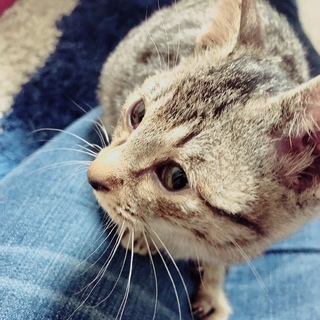 8月1日生まれの子猫(^^)