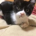 元気な白黒ハチワレ♂抱っこ好き