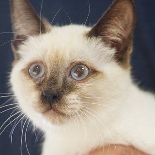 ふわふわ シャム子猫 （12/8 譲渡会参加