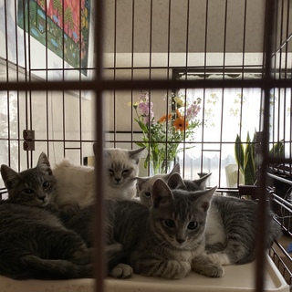 ５つ子ちゃん募集します