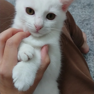 里親さまを探しています