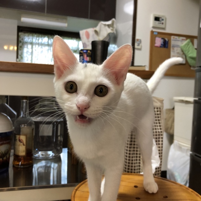 はかるんるんのカバー写真