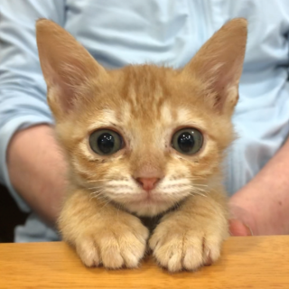 茶トラ＊甘えん坊の男の子