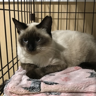 トンキニーズ？