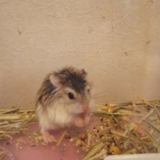 ロボロフスキーハムスター