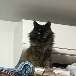 長毛サビちゃん