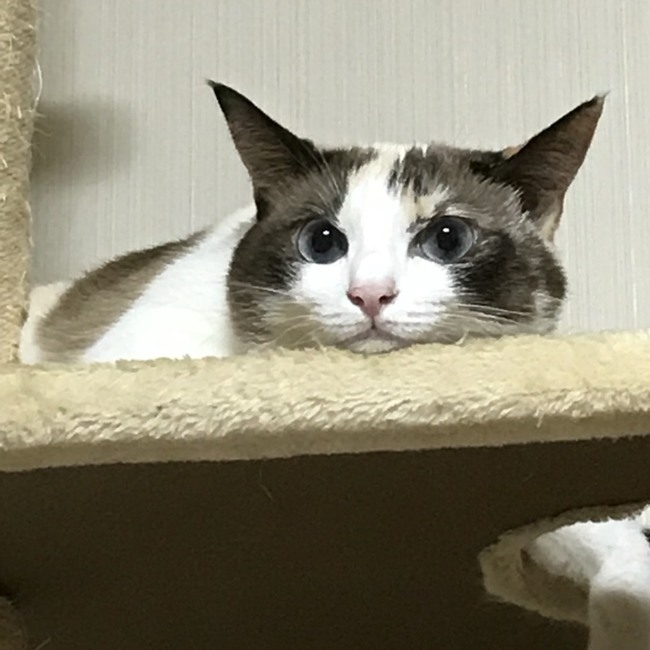 おはなえみのカバー写真