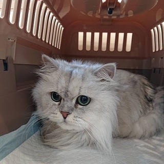 １０歳のチンチラシルバーの女の子です