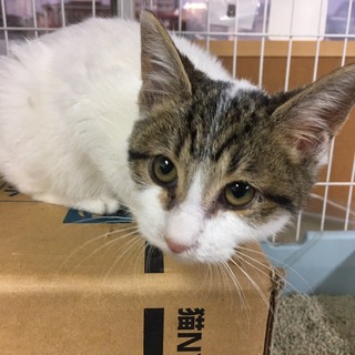 助けを求めてやって来たキジ白ちゃん