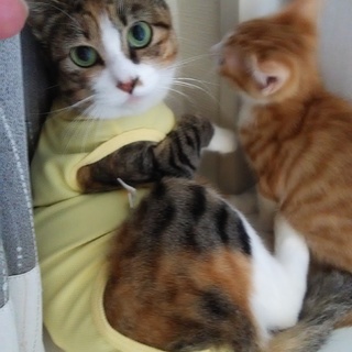 クールビューティーな靴下ちゃん2歳半ぐらい