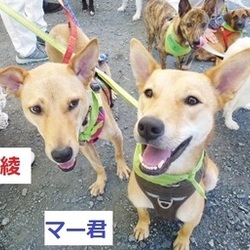 犬とねこの譲渡会 サムネイル3