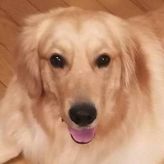 １歳GR♂.活発な子