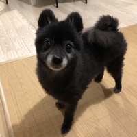 ディラ