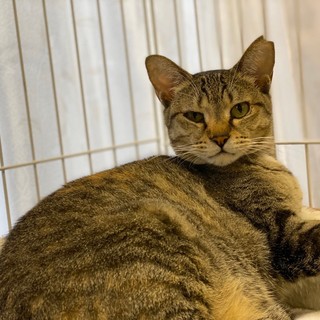 人馴れ修行中！　片手クリームパン マロ♀