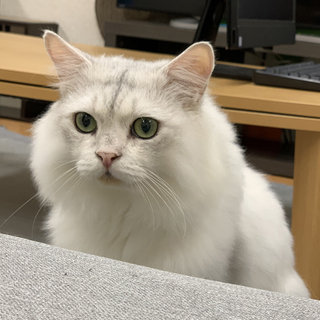 【多頭崩壊】チンチラ♂　エル君　３歳