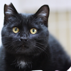 保護猫カフェ型譲渡会 サムネイル2