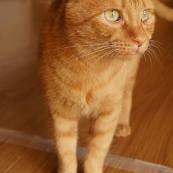 保護猫カフェ型譲渡会 サムネイル3