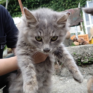 沖縄・離島久米島の保護っこ　ふわふわ淡サビ