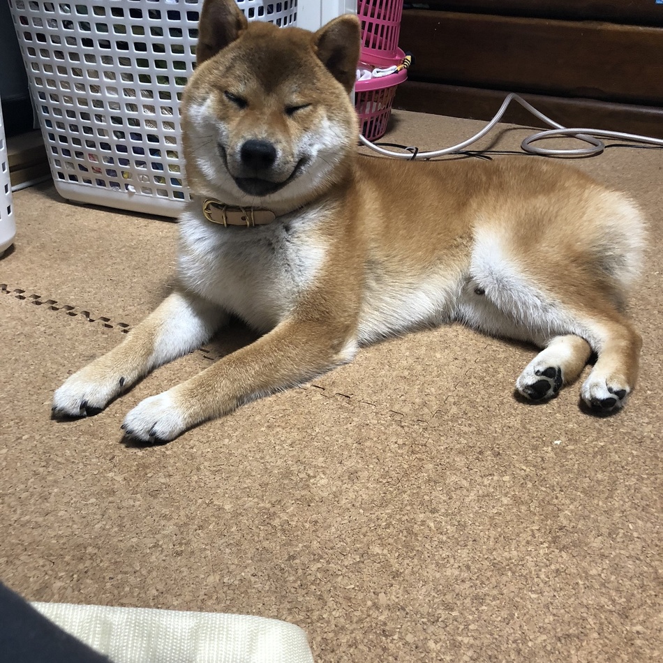 まるのカバー写真