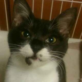 幸運のカギしっぽ甘えん坊のりまき君改めいそべ君