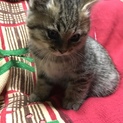 子猫