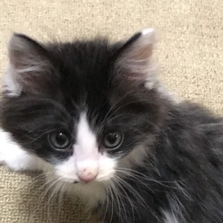 ふわふわ長毛ベル君