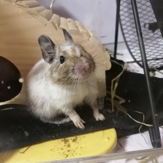 デグーパイド♂生後2ヶ月