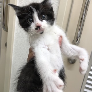 かわいいちょび髭リボンくん