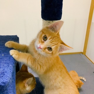 子猫の里親を募集しています。