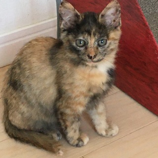 募集停止中9月半ば生まれのサビ猫3姉妹"きなこ"