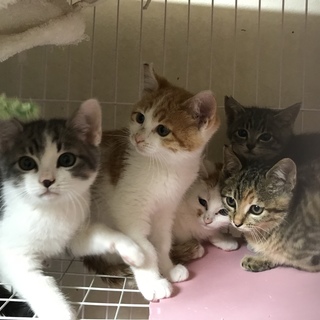 新入園兄妹ニャンズ（╹◡╹）