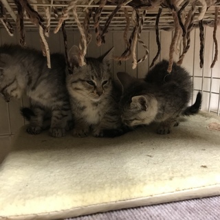 今日入園の3ニャンズ（╹◡╹）♡