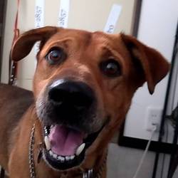 IKEA立川店犬猫里親会 サムネイル2