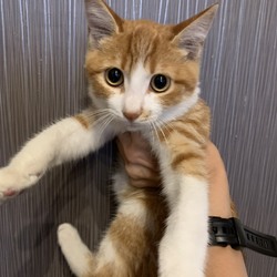 IKEA立川店犬猫里親会 サムネイル3