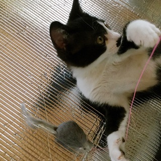 あごひげ持ちのハンサムくん